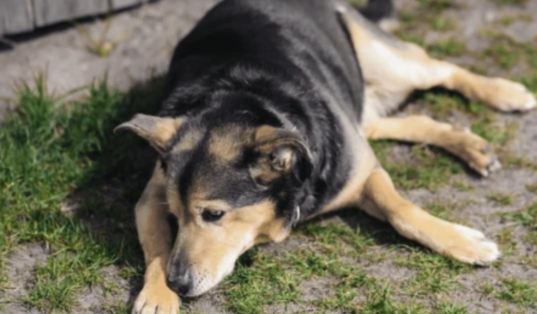 “My Senior Dog Sighs Constantly”: what it could mean and what to do