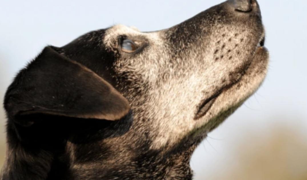 “My Senior Dog Is Howling at Night”: what it could mean and what to do