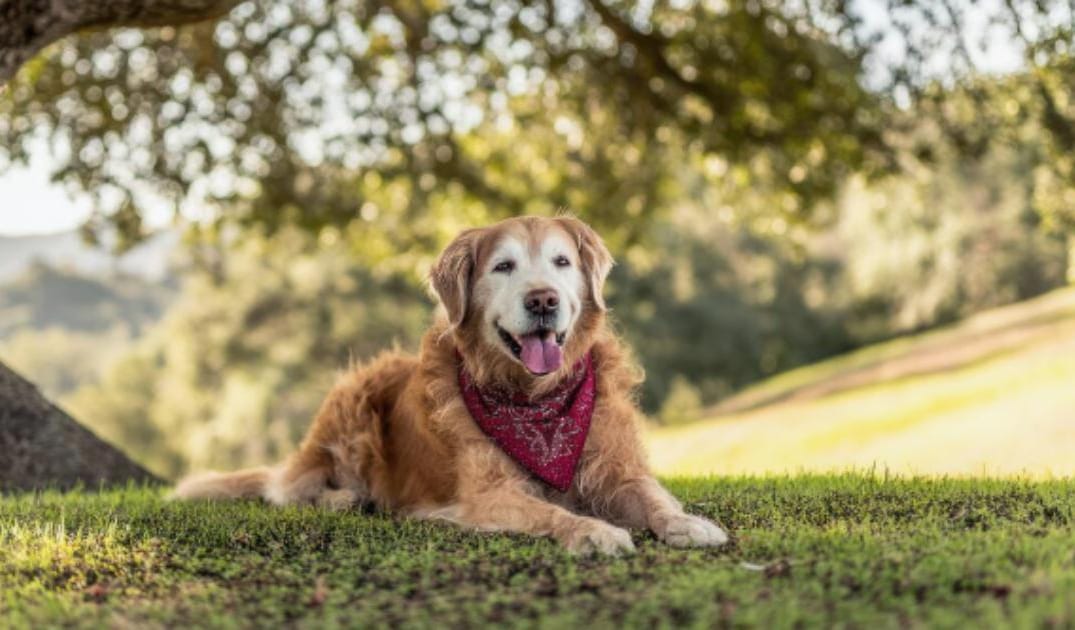 “My Senior Dog Wanders Aimlessly”: what it could mean and what to do