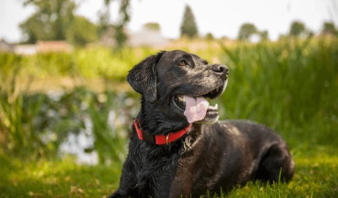 “My Senior Dog Sleeps All Day”: what it could mean and what to do