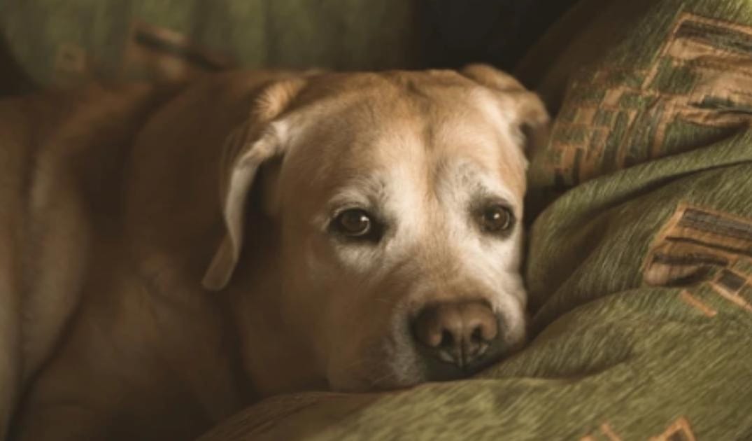“My Senior Dog Suddenly Seems Confused”: what it could mean and what to do