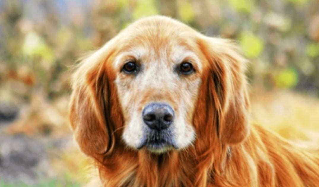 “My Senior Dog Stares at the Wall”: what it could mean and what to do