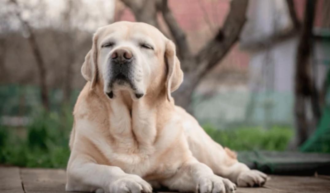“My Senior Dog’s Eyes Look Cloudy”: what it could mean and what to do