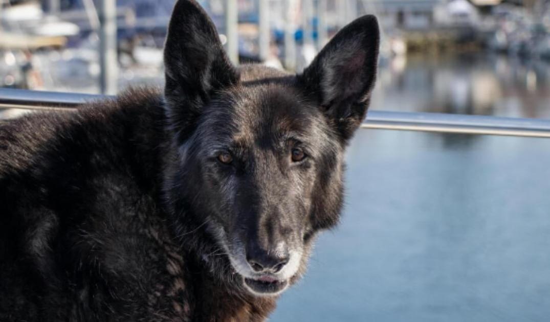 “My Senior Dog Keeps Shaking Their Head”: what it could mean and what to do