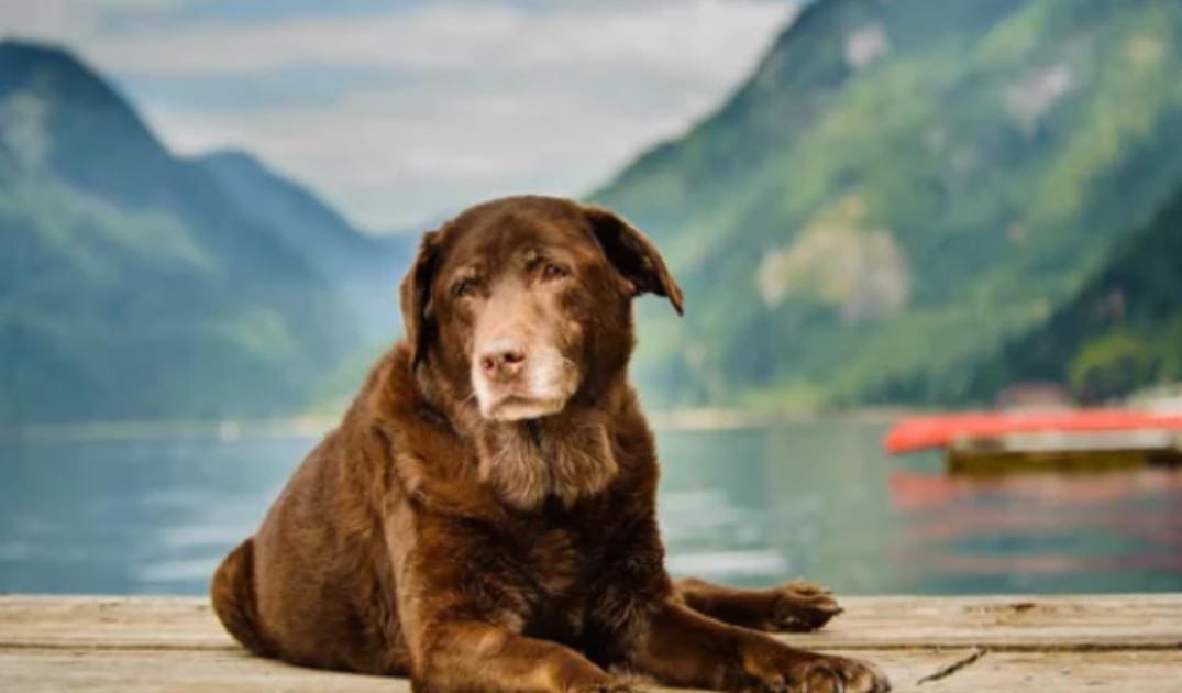 “My Senior Dog Is Drooling More Than Usual”: what it could mean and what to do