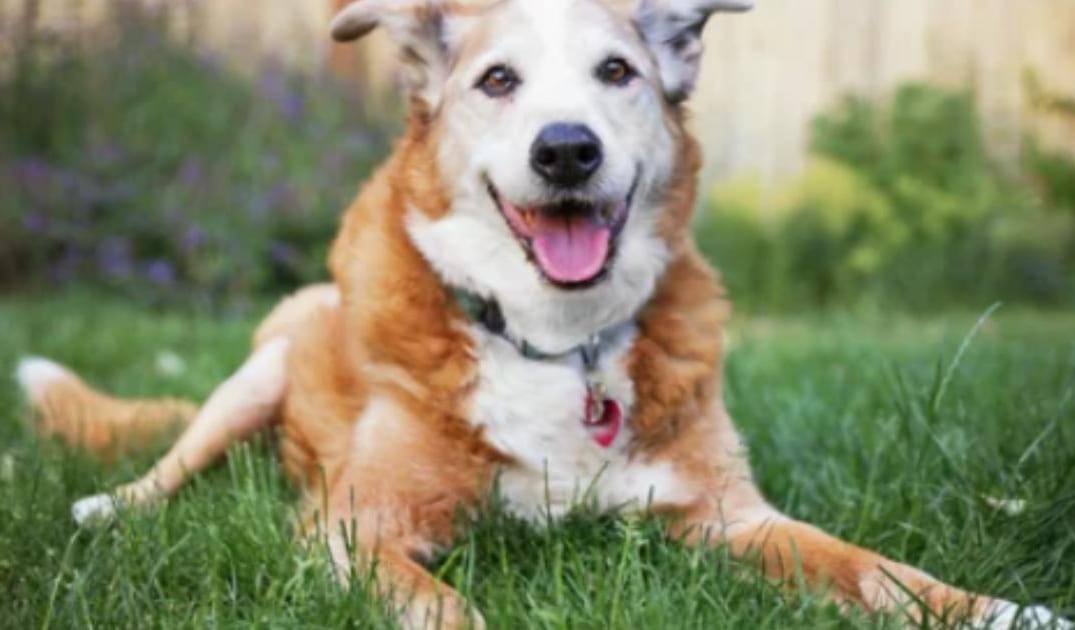 “My Senior Dog’s Bark Sounds Different”: what it could mean and what to do