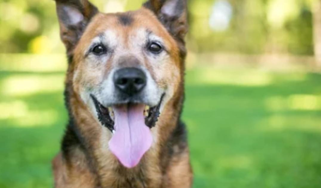 “My Senior Dog Is Having Accidents Right After Coming Inside”: what it could mean and what to do