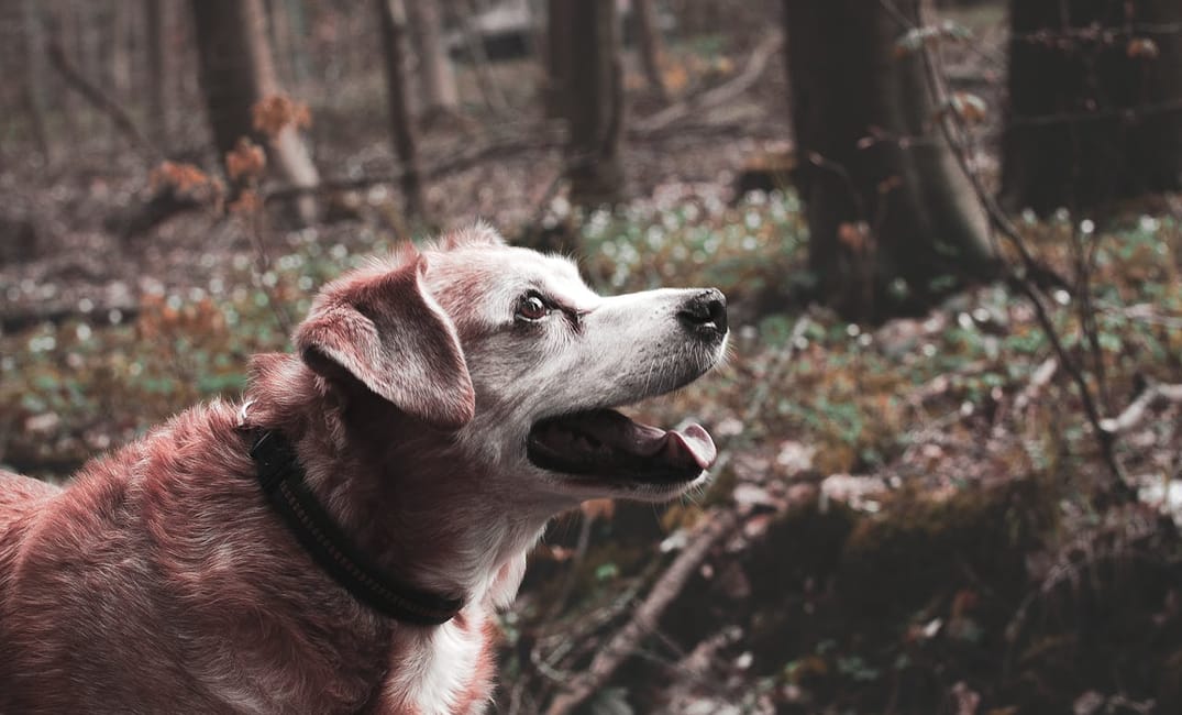“My Senior Dog Keeps Licking Their Paws”: what it could mean and what to do