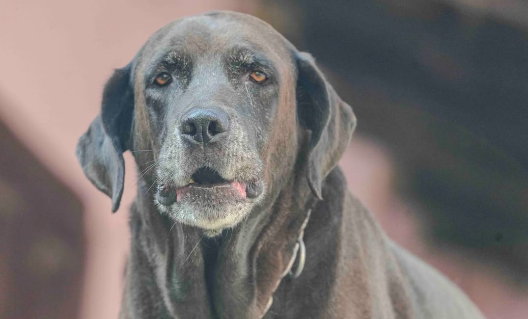 “My Senior Dog Is Barking at Nothing”: what it could mean and what to do