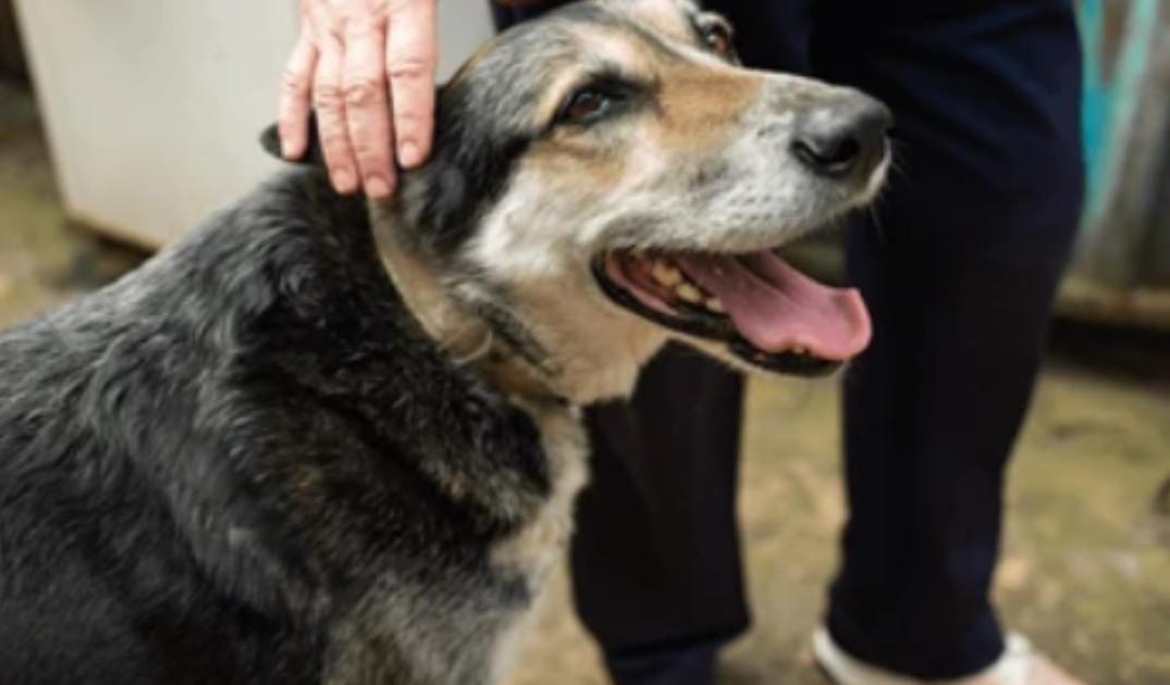 “My Senior Dog Seems More Clingy Than Usual”: what it could mean and what to do