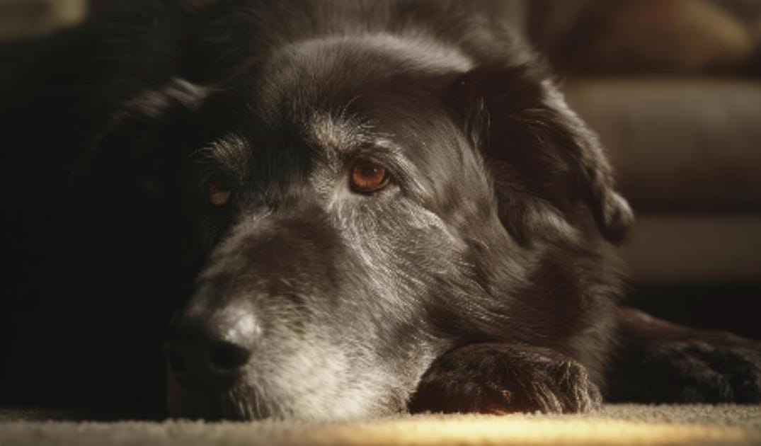 “My Senior Dog Suddenly Hates Car Rides”: what it could mean and what to do