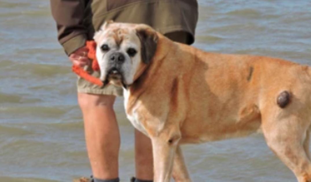 “My Senior Dog Has Lumps That Weren’t There Before”: What It Could Mean and What to Do