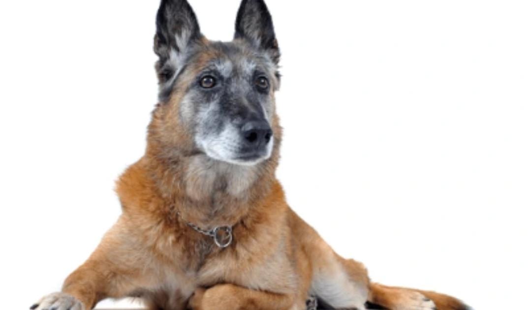 “My Senior Dog Is Weak in the Back Legs”: What It Could Mean and What to Do