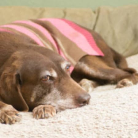 Image of: Heat Therapy for Senior Dogs: Sauna Blankets, Infrared Pads & Improved Mobility Explained