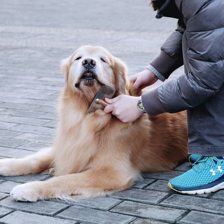 Image of: 7 Natural Remedies That Can Help Senior Dogs Feel Better