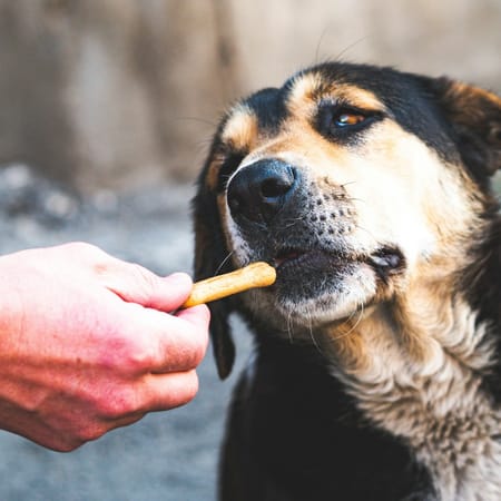 Image of: 7 Supplements That Vets Often Recommend for Older Dogs