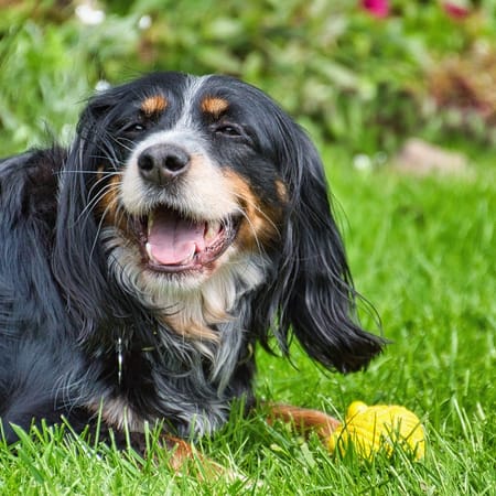 Image of: Systemic Enzymes for Longevity: Serrapeptase & Nattokinase in Canine Aging Care