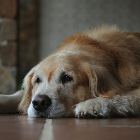 Image of: “My Senior Dog Is Slipping on the Floor”: what it could mean and what to do