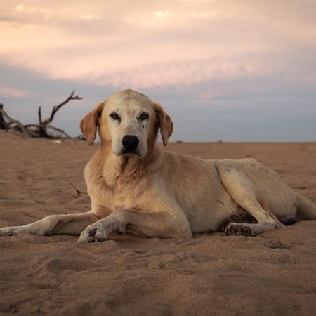 Image of: Senior Dog Longevity Stacks: Combining Rapamycin, AKG & Senolytics Safely