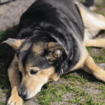 Image of: “My Senior Dog Sighs Constantly”: what it could mean and what to do