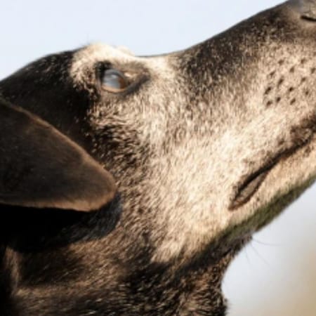 Image of: “My Senior Dog Is Howling at Night”: what it could mean and what to do