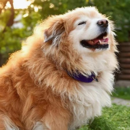 Image of: “My Senior Dog Is Straining to Poop”: what it could mean and what to do