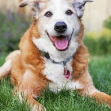 Image of: “My Senior Dog’s Bark Sounds Different”: what it could mean and what to do