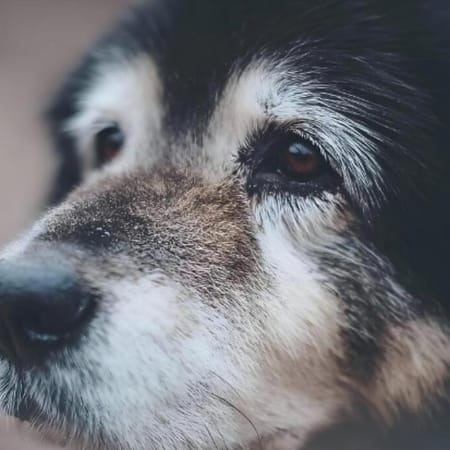 Image of: “My Senior Dog Won’t Eat in the Morning”: what it could mean and what to do