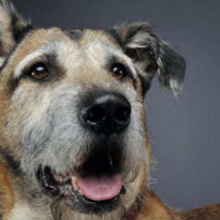 Image of: “My Senior Dog Is Shivering for No Reason”: what it could mean and what to do