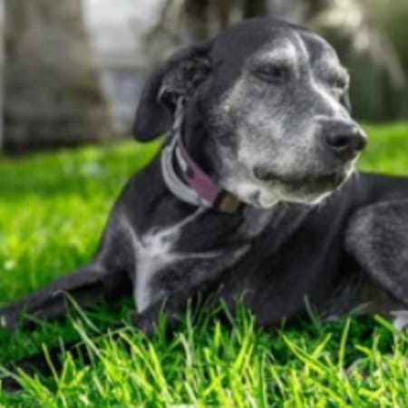 Image of: “My Senior Dog Avoids Being Petted”: what it could mean and what to do