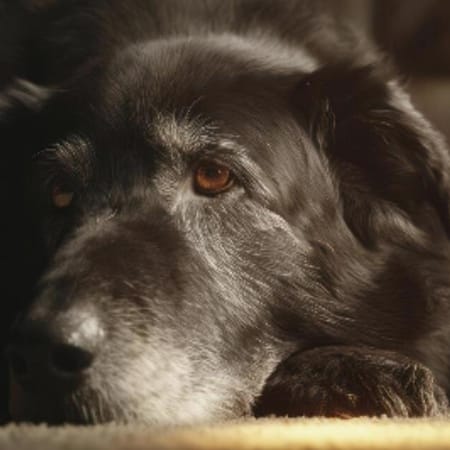 Image of: “My Senior Dog Suddenly Hates Car Rides”: what it could mean and what to do