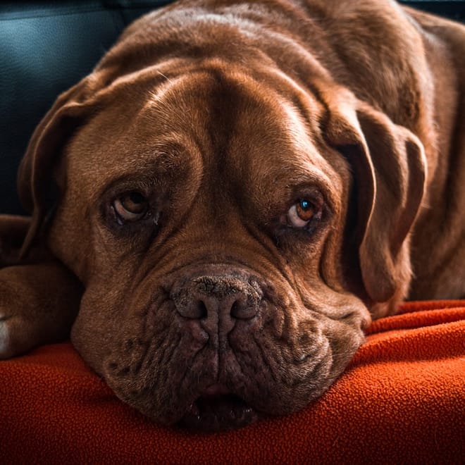 Image of: 7 Cozy Routines Senior Dogs Absolutely Love