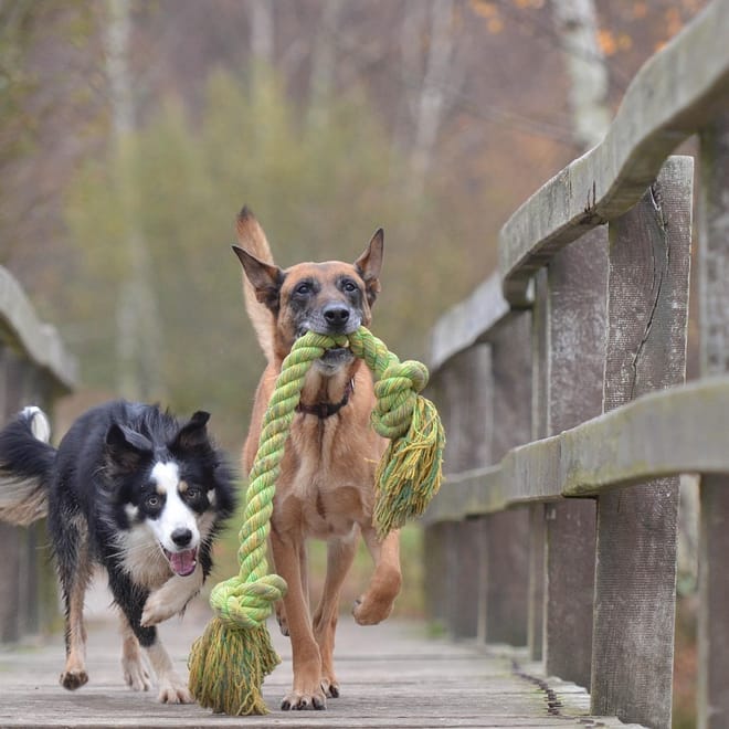Image of: 11 Fun Activities That Keep Senior Dogs Feeling Young