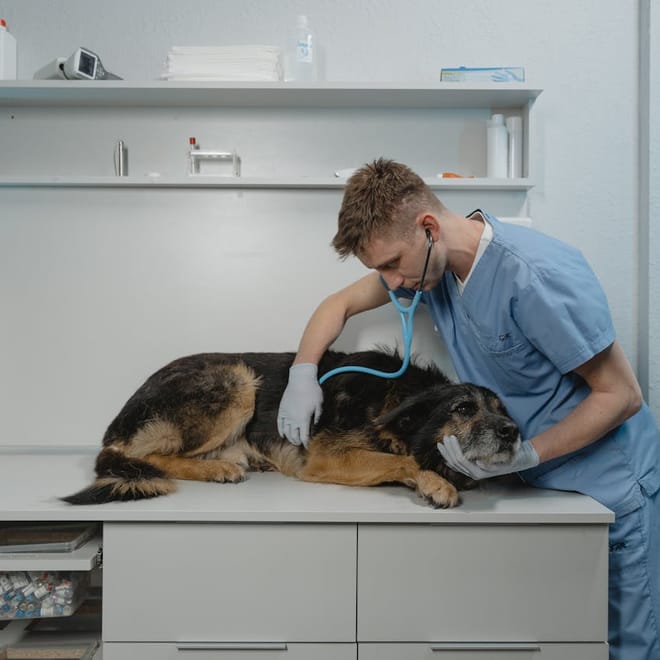 Image of: 9 Things Vets Wish Every Senior Dog Owner Knew