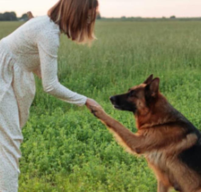 Image of: 13 Heartwarming Photos Every Senior Dog Owner Should Take