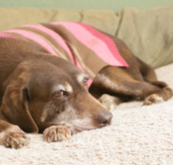 Image of: Heat Therapy for Senior Dogs: Sauna Blankets, Infrared Pads & Improved Mobility Explained