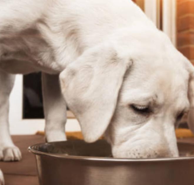 Image of: The Anti-Cancer Dog Bowl: Best Foods, Herbs, and Compounds That Reduce Tumor Risk