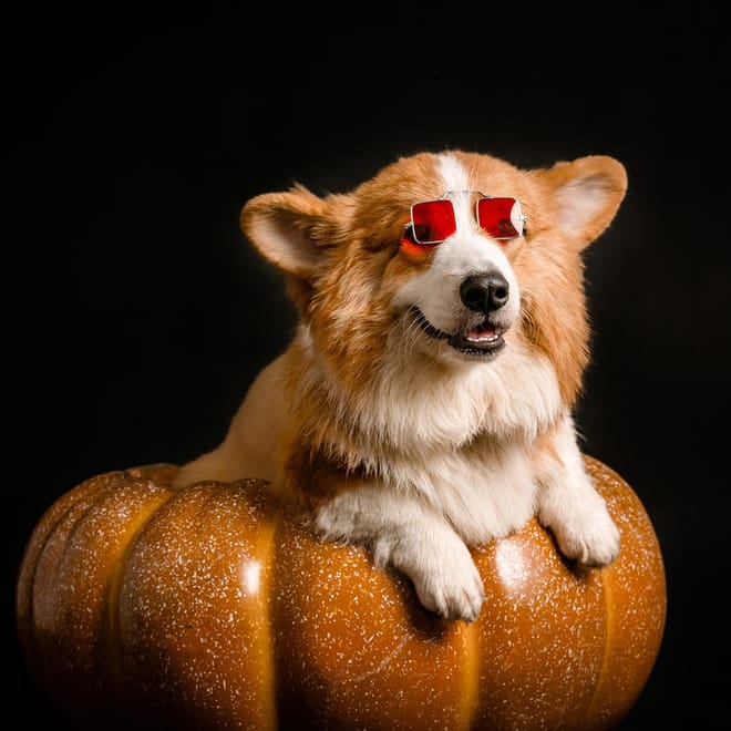 Image of: 8 Holiday Ideas Tailored for Your Senior Dog