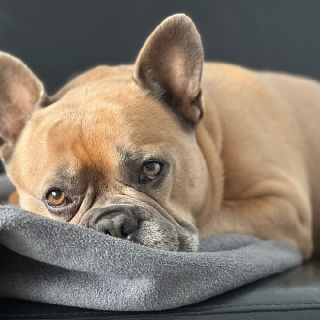 Image of: 5 Mobility Aids That Can Transform Your Senior Dog’s Life