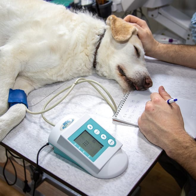 Image of: Hyperbaric Oxygen Therapy for Dogs: Does It Really Heal Injuries and Slow Aging?