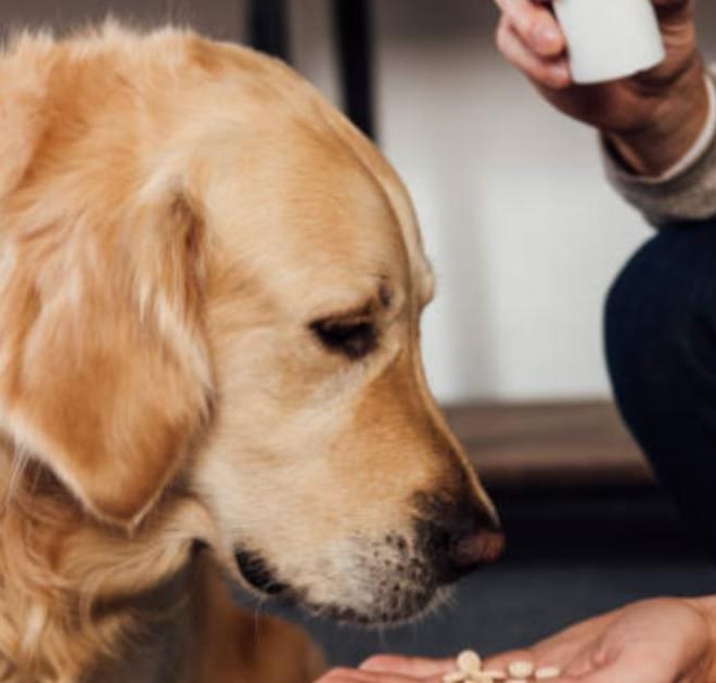 Image of: Can Melatonin Slow Aging? Sleep-Longevity Connections in Senior Dogs