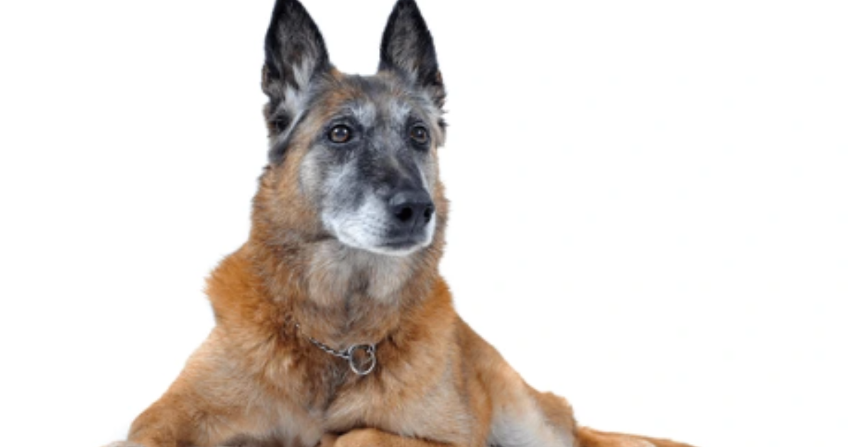 Image of: “My Senior Dog Suddenly Hates the Stairs”: what it could mean and what to do