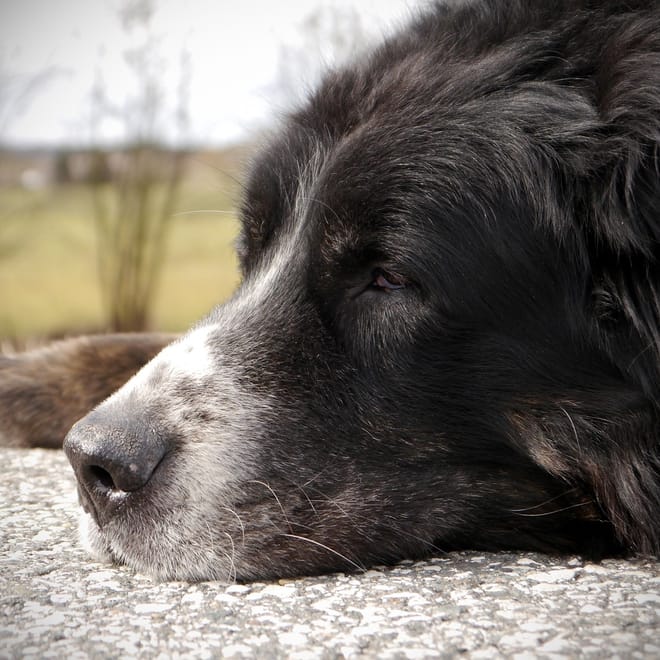 Image of: Nerve Regeneration Breakthroughs: NGF, BDNF & Neurotrophic Support for Senior Dogs