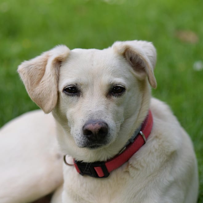 Image of: Advanced IV Therapies for Senior Dogs: Ozone, High-Dose Vitamin C & More