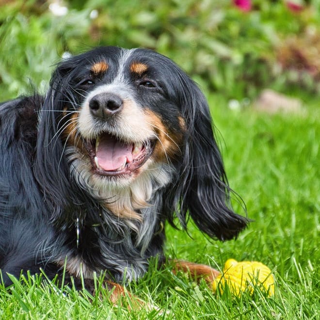 Image of: Systemic Enzymes for Longevity: Serrapeptase & Nattokinase in Canine Aging Care