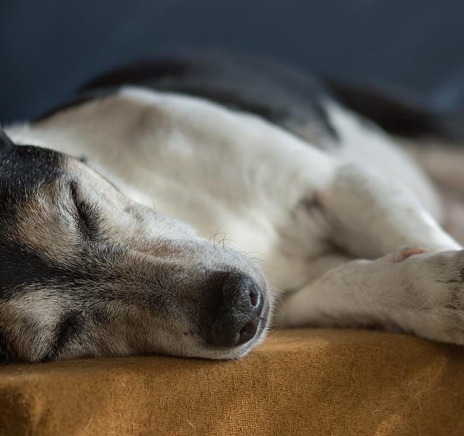 Image of: “My Senior Dog Is Leaking Urine While Sleeping”: what it could mean and what to do
