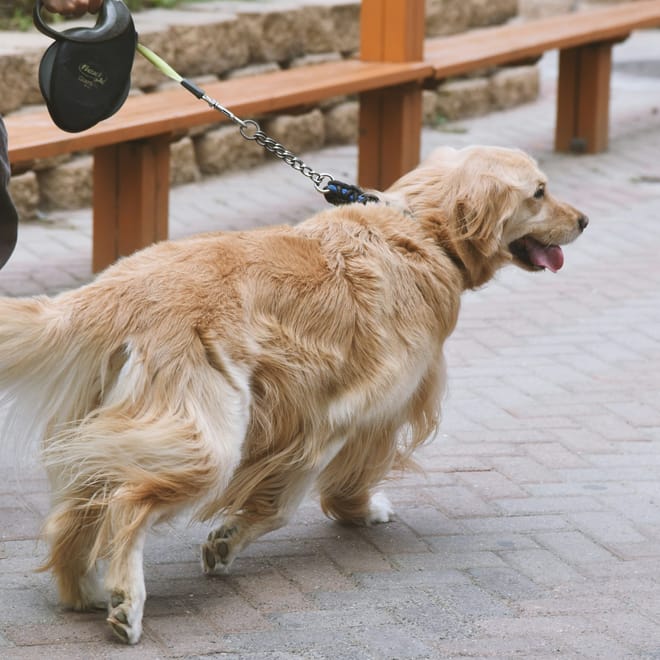 Image of: “My Senior Dog Is Limping On and Off”: what it could mean and what to do