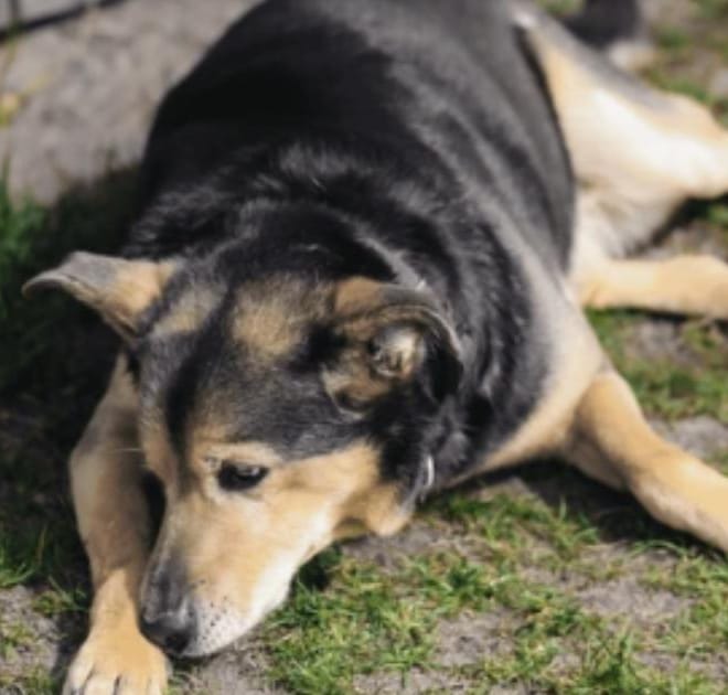 Image of: “My Senior Dog Sighs Constantly”: what it could mean and what to do