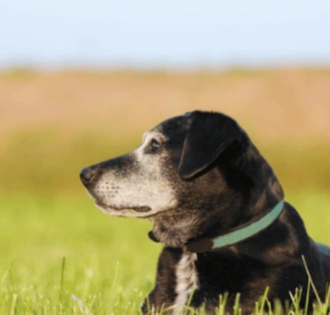 Image of: “My Senior Dog Doesn’t Respond When I Call Them”: what it could mean and what to do