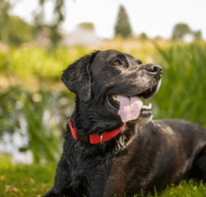 Image of: “My Senior Dog Sleeps All Day”: what it could mean and what to do